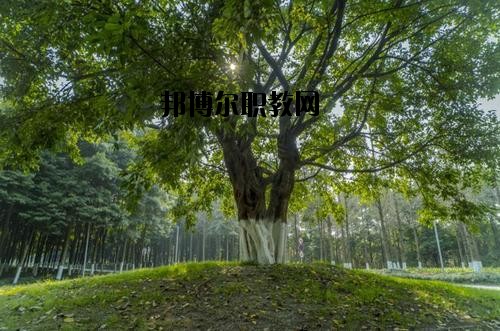 四川檔案學(xué)校2020年報(bào)名條件、招生要求、招生對(duì)象